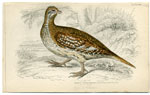 The Sharp-tailed Grouse
